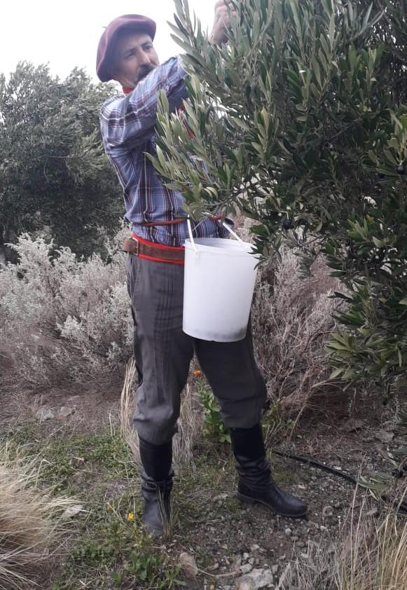 cosechando olivos